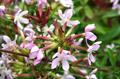Saponaria officinalis